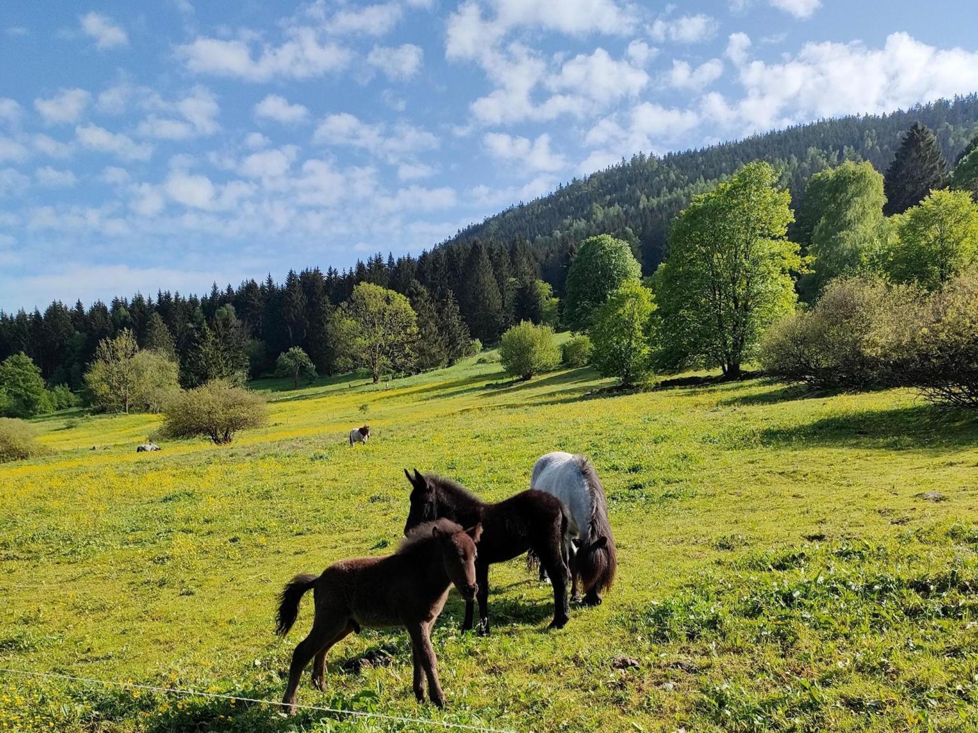 Vacation Home Am Hermannsberg, Oberschoenau Oberschonau ภายนอก รูปภาพ